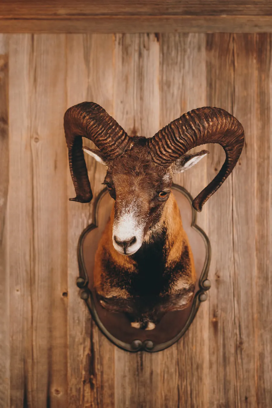 Geweih eines Gemsenkopfs an einer Holzwand, umgeben von kleineren Schädeln.